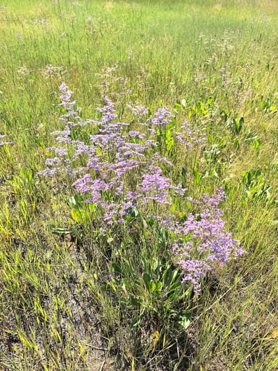 The image depicts a close-up, high-angle view of a cluster of small, purple flowers blooming amidst tall, dry grass and sparse green vegetation. The flowers are delicate and arranged in a wispy, cloud-like formation. The surrounding environment is a natural, uncultivated landscape, possibly a meadow or field. The lighting suggests it is daytime, with sunlight casting a warm glow on the scene. There are no people or man-made objects visible in the image. The location is identified as Prigorodny Rural District, Kazakhstan.