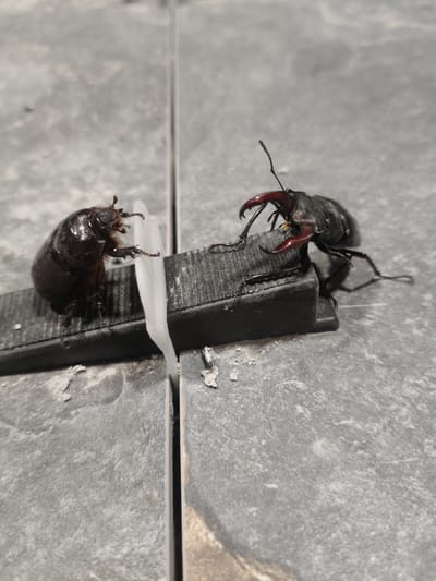 The image shows two beetles on a gray tiled surface, divided by a white plastic tile spacer. On the left, a brown beetle with a rounded body is positioned on a black wedge-shaped object. On the right, a larger black beetle with prominent red mandibles is also on the black object, facing the brown beetle. The scene is observed from a slightly elevated perspective. The location of Grinăuți, Moldova, is not depicted or suggested by any elements within the image.
