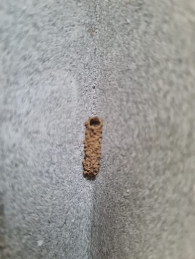 A cylindrical, mud-like structure with an open end sits on a rough, grey surface. The structure appears handmade, composed of small particles compacted together. Its color is a muted brown, blending with the muted tones of the background. The surface it rests on is textured, possibly concrete or a similar material. The structure's hollow opening is clearly visible, suggesting it may be a nest or protective casing of some kind.