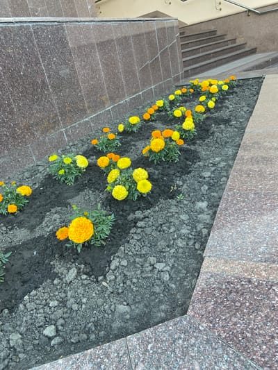 This image captures a vertical view of a flowerbed filled with vibrant yellow and orange marigolds. The flowerbed is situated next to a polished stone staircase, with the stone exhibiting a speckled pattern of pink and gray. A metal handrail runs along the left side of the stairs, suggesting an outdoor setting like a park, garden, or public pathway. The flowers are in various stages of bloom, with some fully open and others still budding, interspersed with lush green foliage. The soil in the flowerbed appears dark and rich. The lighting suggests it's daytime, possibly overcast given the lack of strong shadows. There are no people visible in the image. The overall scene is one of natural beauty contrasted with urban or architectural elements.