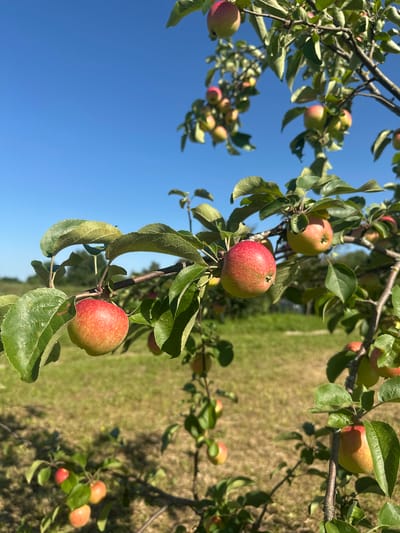 In Turovo, Russia, an apple tree laden with ripening fruit stands against a clear blue sky. The apples, a mix of red and green, are clustered on branches adorned with lush green leaves. The sun casts shadows on the grassy ground below, where more apples are scattered. A few small insects are visible on the apples and leaves.