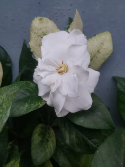 A close-up, overhead shot shows a white flower with multiple layers of petals, partially open, and a yellowish center. The flower is surrounded by dark green leaves, some of which have variegated patterns of yellow and green. The background is a muted blue wall with a rough texture and subtle speckling. The lighting is even, suggesting it was taken outdoors during the day. The scene appears to be located in Alagbado, Nigeria.