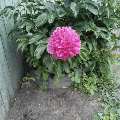 The image depicts a single, vibrant pink peony in full bloom, centrally located and surrounded by lush green foliage. The peony is a large, multi-petaled flower with a rich, saturated pink hue. Behind the flower, dense green leaves form a backdrop, some of which are slightly curled or wavy. To the left of the frame, a portion of a weathered, light blue-green wooden fence is visible. The fence appears to be made of vertical planks with a chipped and peeling paint finish, suggesting an outdoor, perhaps rustic, setting. The ground beneath the peony is a mixture of dark soil and scattered dry leaves or debris. Some smaller green plants and weeds are growing around the base of the peony and along the ground. In the background, a dark, possibly rubber, object is partially visible, forming a border or base for the plant. The overall impression is of a close-up view of a garden or yard area. Based on previous analysis, this scene is located in Kalachinsk, Russia.