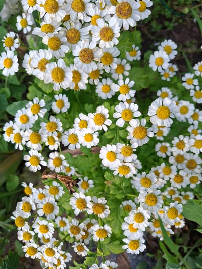 A close-up, overhead shot shows a dense cluster of white daisies with bright yellow centers, filling the frame. The flowers are in various stages of bloom, with some fully open and others still budding. The petals are delicate and white, radiating from the circular yellow centers. Green leaves and stems are visible amongst the flowers, some darker and some lighter green. A small piece of dried brown twig or plant material is visible near the center-left of the image, with some blurred dark ground in the background. The lighting suggests a daytime outdoor scene. This image was taken in Lesnaya Byl', Russia.