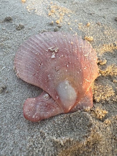 A close-up, eye-level shot shows a single, pink, scalloped seashell lying on a sandy beach. The shell is tilted and slightly angled, with one side appearing thinner and more delicate than the other. Small specks of white, granular material, likely salt or sand, are scattered across the shell's surface. The sand surrounding the shell is fine-grained and appears slightly damp, with some areas showing larger clumps of sand. The lighting suggests it is either early morning or late afternoon, with the sun casting a warm glow on the scene. The image does not depict any people, animals, or other objects. The location is the sandy shore of Ajman, United Arab Emirates.