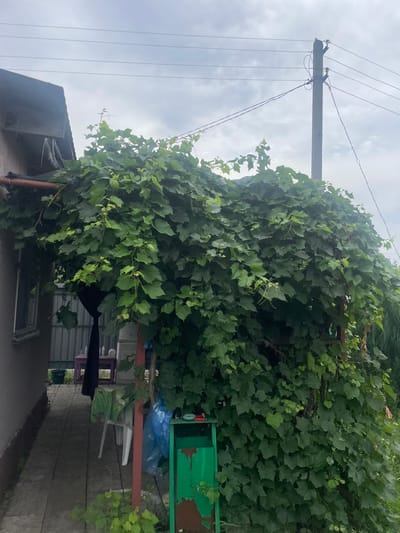 The image shows a dense green vine covering a structure attached to a building. The vine is lush and leafy, with some tendrils visible. To the left, a portion of a building with a window and a dark roof overhang is visible. A paved pathway runs alongside the building. In the background, a concrete utility pole with overhead wires stands against a cloudy sky. A green metal trash receptacle is partially visible in the foreground, near the vine. The overall scene appears to be an outdoor area in a residential setting.