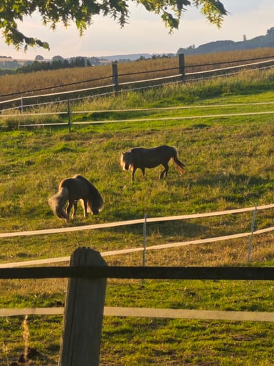 The image depicts two ponies in a grassy field with a fence in the foreground. The field is bathed in warm, late afternoon sunlight, casting long shadows. In the background, a gently rolling landscape with trees and fields can be seen, under a pale sky. The fence is made of wooden posts and white tape. One pony is facing left, with its head down grazing, its tail bushy and long. The other pony is further to the right and slightly behind, facing away from the camera, with its tail extended. The scene is tranquil and pastoral. This image was taken in Schieder-Schwalenberg, Germany.