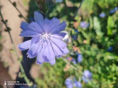 A close-up, eye-level, medium shot captures a single, vibrant purple chicory flower in the foreground. The flower is in sharp focus, showcasing its delicate, serrated petals and the intricate, white and blue stamens at its center. Behind the prominent flower, the background is a blur of green foliage and smaller, out-of-focus purple flowers, suggesting a natural outdoor setting. Sunlight illuminates the scene, creating a soft, slightly dappled effect. The lower left corner of the image displays a watermark indicating "HONOR 90 200MP Matrix Camera." The overall impression is one of natural beauty and detail, with the focus clearly on the solitary chicory bloom. While the image depicts a natural scene, no specific location in Krasnaya Polyana, Russia can be identified from the visual information alone.