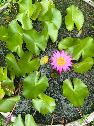 The image shows a close-up, top-down view of a water lily pond. Large, green lily pads dominate the frame, some partially submerged in dark, textured water. A single, vibrant pink water lily with a yellow center is in full bloom, positioned slightly off-center to the right. A dark purple lily bud is visible among the leaves in the upper left quadrant. The edge of a concrete planter is visible in the bottom left and right corners. The environment appears to be outdoors, with some hints of other greenery and what looks like moss or algae covering the surface of the water. This scene could be located in Ao Phai, Thailand, within a garden or park setting.