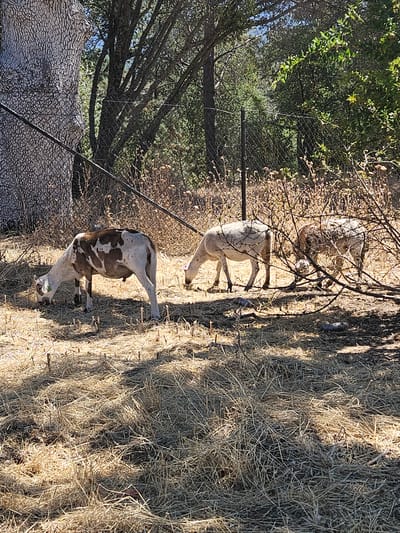 A herd of three sheep grazes in a dry, grassy field in Mariposa, California. The sheep are a mix of brown and white, and are standing in a shallow enclosure with a wire fence. The sun is shining brightly, and there are shadows cast on the ground. A large tree with textured bark is visible on the left side of the frame, and dense foliage can be seen in the background. The overall impression is one of a rural, pastoral setting.