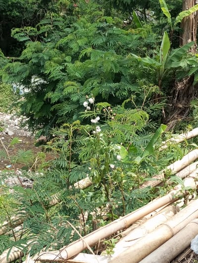 The image depicts a densely vegetated outdoor scene in Cibeureum, Indonesia. In the foreground, multiple light-colored, segmented bamboo poles lie horizontally across the lower right section. The midground features various green plants, including one with several small, white, spherical, fluffy flowers prominently displayed slightly left of center. To the left, a rocky stream or riverbed is visible, containing a minimal flow of water and scattered debris on its banks. The background consists of dense forest foliage, with a large tree trunk and an associated banana plant visible on the far right. No human figures or explicit activities are present.