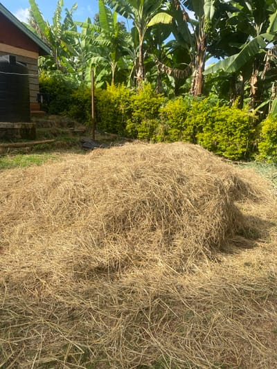A sizable mound of dry, golden hay dominates the foreground, its texture dense and tangled. Lush greenery featuring banana trees and a round shrub fills the left background, adding contrast to the scene. A house corner is visible at the lower left edge, showing a brick base and a black tank. A slender pole rises amidst the verdant foliage. The scene exudes a rural, agricultural atmosphere.