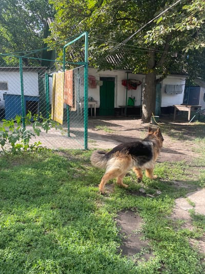 A German Shepherd dog stands in a backyard in Lazky, Ukraine, on a sunny day. The dog is a mix of tan and black fur and has a long, bushy tail. It is standing on a dirt path, with lush green grass surrounding it. In the background, there is a white building with a green door and a fence. A large tree with green leaves is to the left of the dog, casting a shadow on the ground. The scene appears to be a residential area, with a sense of tranquility and natural beauty. There are no visible text elements in the image.