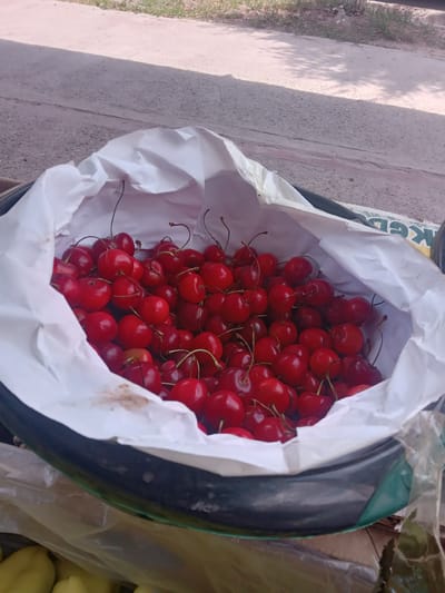 A large quantity of ripe red cherries spills out of an open white paper bag, which is placed inside a black container. The bag's edges are slightly creased, and some of the cherries have long, thin stems. The container appears to be made of plastic, with a green rim visible in some areas. In the background, there is a paved surface, possibly a road or sidewalk, with some dry grass and shadows cast by unseen trees. The scene is outdoors, suggesting a market or roadside stall setting. The overall impression is one of fresh produce being sold or displayed. The image was taken in Obizarang, Uzbekistan.