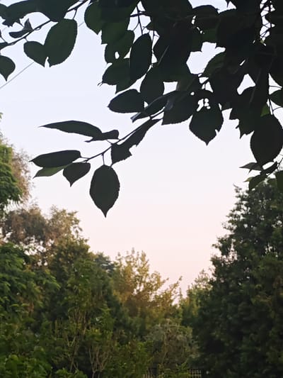 The image shows a view of lush green trees against a pale sky, with dark green leaves in the foreground creating a silhouette. The lighting suggests it is either dawn or dusk. The scene is natural and appears to be outdoors, possibly in a park or garden. There are no people or animals visible. The overall impression is one of natural beauty and tranquility. This scene is located in Chankauski Sel'ski Savet, Belarus.