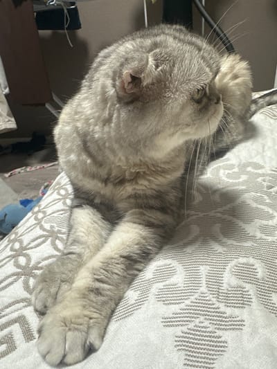 The image shows a domestic cat lying on a textured, light-colored surface with a repeating pattern. The cat is gray with darker tabby markings and appears to be resting. Its eyes are partially open, and its paws are crossed. The background is out of focus, but suggests an indoor setting with furniture and possibly some objects on shelves. The lighting appears to be artificial, suggesting it is daytime or evening indoors. There is no visible text in the image.