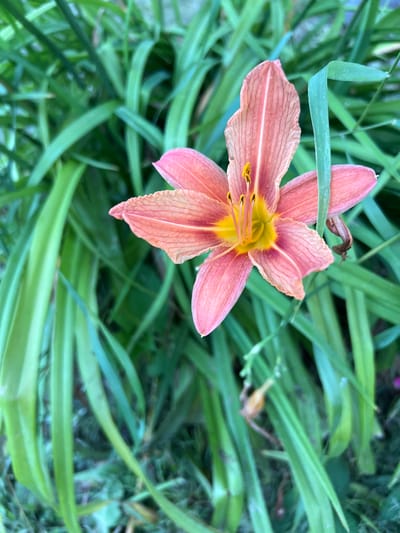 A close-up shot of a single, vibrant orange and yellow lily flower is centered in the frame, nestled amongst lush green foliage. The lily's petals are delicate and slightly curled, revealing a bright yellow center with prominent stamen. The surrounding leaves are long, slender, and a deep green, creating a soft, blurred backdrop that emphasizes the flower's beauty. The overall scene is one of natural tranquility, possibly in a garden or park setting within Калодзежскі сельскі Савет, Belarus.