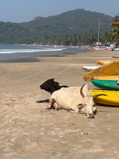 Two cows, one black and one white with horns, lie on a sandy beach next to beached yellow and green boats. A coastline and lush green hillside are in the background. The sky is clear and blue. The cows are resting on the sand, close to the boats. The overall scene is a tranquil beach setting.