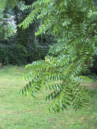 The image shows a close-up view of lush green foliage from a tree, with its leaves appearing wet, possibly from rain. The background consists of a grassy yard and dense greenery, suggesting a natural or semi-natural environment. In the distance, hints of man-made structures, such as what appears to be a fence and some building elements, can be discerned through the foliage, indicating a potential suburban or semi-urban setting. The overall scene is one of abundant plant life, with the foreground dominated by the detailed texture and sheen of the wet leaves.