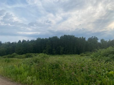 The image depicts a landscape scene with a dirt path in the foreground, leading into a field of tall green grass and various wildflowers. A dense line of trees forms the background, with a cloudy sky overhead. The lighting suggests it is daytime, possibly late afternoon or early evening. There are no people or animals visible in the image. The environment appears to be rural or semi-rural, consistent with the outskirts of a town like Заволжский, Russia. The scene is natural and undisturbed.