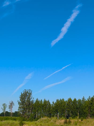 The image depicts a rural landscape under a bright blue sky with several wispy clouds. In the foreground, there is tall, dry grass and some vegetation. A line of deciduous trees, predominantly birch with their distinctive white bark, forms a dense band across the middle ground. To the left of the tree line, there are a few scattered trees, including a tall, leafy tree and two thinner, sparser trees. The background is a clear blue sky with subtle contrails from aircraft. The scene is tranquil and appears to be taken in an open, natural setting, characteristic of the outskirts of Skrunda-1, Latvia, where such expansive fields and forests are common. There are no people or animals visible in the image. The overall impression is one of a peaceful summer day in the Latvian countryside.
