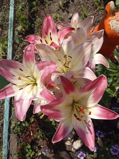 In the city of Komsomolsky, Russia, several large lilies with white and pink petals are in bloom. The flowers are clustered together, with some petals partially obscuring others. The stamens of the lilies are visible and appear to be a reddish-brown color. The lilies are growing outdoors, with green foliage and dark soil visible in the background. A chain-link fence with a light blue painted top edge is present to the left of the flowers. To the right, partially out of focus, is an orange garden ornament that appears to be shaped like a tiger. The scene is illuminated by sunlight, casting shadows on the flowers and the ground.