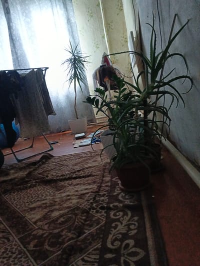 The image depicts an indoor scene in what appears to be a residential setting, possibly an apartment in Kamenno-Angarsk, Russia. The room is dimly lit, with natural light streaming through a sheer curtained window on the left. The floor is covered by a large, patterned rug.

In the foreground and mid-ground, several potted plants are visible. One plant, possibly an aloe vera, is prominent with its spiky green leaves reaching upwards. Another taller, slender plant with needle-like leaves stands in a white pot to the left of the aloe vera. There are other smaller plants or parts of plants visible, but their species are unclear.

Various objects are scattered on the floor. To the left, a clothes drying rack with some dark fabric draped over it is present. Further to the right, near the plants, there are pieces of cardboard and some small rectangular objects that could be electronic devices or other miscellaneous items. A white electrical outlet is visible on the wall.

The walls are textured and appear to be wallpapered with a subtle floral pattern. The overall impression is of a lived-in space, with a slightly cluttered and unkempt appearance. The lighting conditions create a somewhat somber mood.