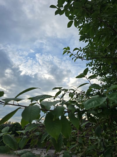 This is a vertical, low-angle, close-up shot of tree branches and leaves against a cloudy sky. The leaves are a vibrant green, and some branches are adorned with small, dark berries. The sky is a mix of blue and white, with wispy clouds that suggest a partly cloudy day, possibly late afternoon given the soft lighting and the slightly muted colors. The sun is visible behind the clouds, creating a gentle glow. In the background, there's a hint of a wooden fence and some greenery, suggesting an outdoor setting like a garden or park. No people or specific objects are discernible, and there is no visible text. The image evokes a sense of natural beauty and tranquility. The orientation and focus draw the viewer's eye upwards through the foliage towards the sky.