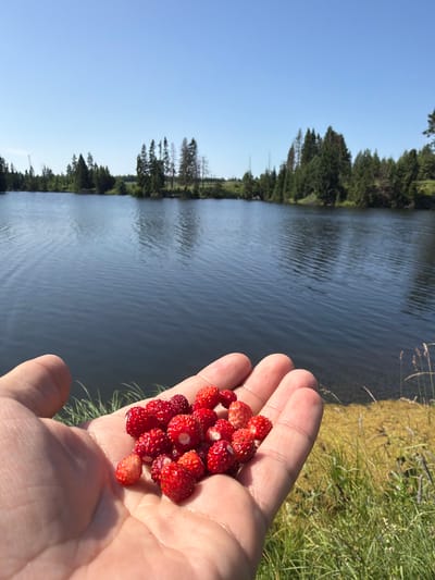 A hand, palm up, is filled with wild strawberries. The hand is in the foreground, and the strawberries are small and red, with visible seeds. In the background, there is a body of dark blue water, likely a lake, with ripples on its surface. The shoreline behind the water is lined with trees, predominantly evergreens, with a clear blue sky above. The environment appears to be natural and rural. The image does not show the city of Podshivalovo, Russia.