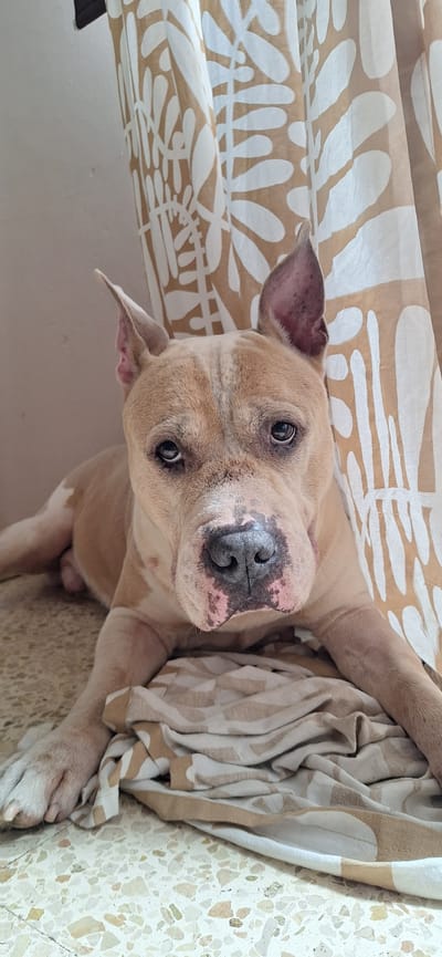 A tan-colored American Pit Bull Terrier dog is lying on a patterned beige and white blanket in what appears to be an indoor setting. The dog is looking directly at the camera with a tilted head. The background includes a beige and white patterned curtain. The surface beneath the blanket is a terrazzo-style floor with a mix of white and beige aggregate. The photo was most likely taken in Santa Cruz de Tenerife, Spain.