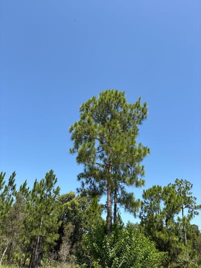 The image depicts a clear blue sky over a dense forest scene in Lehigh Acres, United States of America. The foreground is dominated by a variety of green trees, with several tall pine trees featuring their characteristic needle-like foliage. Some of the pines are slender and young, while others are mature and robust. Mixed among the pines are other types of trees with broader leaves, creating a textured and layered forest canopy. The lighting suggests it is daytime, with bright sunlight illuminating the scene. In the upper portion of the sky, a small, dark silhouette of a bird is visible, appearing as a distant speck against the expansive blue. The overall environment is natural and lush, indicative of a wooded area.