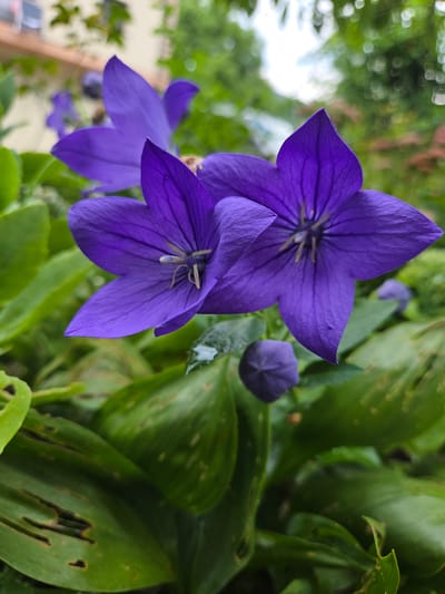 This is a close-up, eye-level, medium shot of several purple balloon flowers (Platycodon grandiflorus) blooming outdoors. The foreground is dominated by two large, open, star-shaped flowers with five distinct petals. The petals are a vibrant shade of purple with darker purple veining radiating from the center. The centers of the flowers reveal delicate stamens. To the right and slightly behind these flowers, a closed bud of the same flower is visible, its pointed shape a contrast to the open blooms.

The background is a blur of greenery. To the left, out-of-focus foliage and distant white and green bokeh suggest trees and possibly a building or structures, hints of which are more defined in the lower left of the image, including a hint of a building facade and a wooden railing. The foliage behind the flowers is a deep green, with some leaves showing signs of damage or discoloration, such as brown spots and holes. The overall lighting suggests it is daytime, possibly overcast or shaded due to the soft light and lack of harsh shadows. The image captures the delicate beauty of the flowers in a natural setting, likely a garden or park in Doneztebe / Santesteban, Spain. There is no visible text.