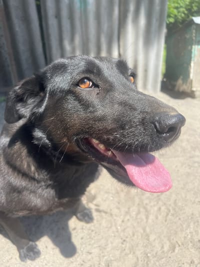 The media file is a close-up, upward-angled shot of a black dog panting in the bright sunlight. The dog's mouth is open, and its pink tongue is hanging out. Its eyes are a warm amber color, and its nose is wet and black. The dog appears to be sitting or lying down on a rough, concrete-like surface. In the background, out of focus, are what appear to be corrugated metal structures and some greenery, suggesting an outdoor, possibly rural or industrial setting. The lighting indicates it is daytime, with strong sunlight casting shadows. The overall impression is of a dog enjoying or enduring a warm day. There is no visible text in the image. The location is Zviahel, Ukraine.