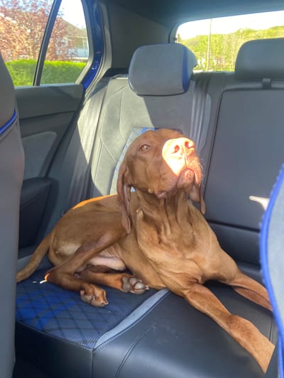 A brown Vizsla dog is lying on the back seat of a car. The interior of the car is dark gray and blue. The car's window is visible, showing trees and a building outside, which suggests the location is Welwyn Hatfield, United Kingdom. The dog appears relaxed, with sunlight illuminating its face. The seat upholstery is patterned in blue and black. The dog's legs are splayed out across the seat.
