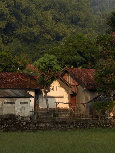 A mid-shot captures a group of traditional Indonesian houses nestled at the base of a densely forested hillside in Seliling, Indonesia. The warm, golden light of either sunrise or sunset illuminates the scene, casting long shadows and highlighting the textured surfaces of the buildings. The houses feature terracotta-tiled roofs and walls constructed from a mix of concrete and brick. One house prominently displays a satellite dish mounted on its roof. A stylized, bare-branched tree stands in front of one of the houses, its delicate form contrasting with the solid structures. The foreground is dominated by a neatly trimmed, lush green lawn, bordered by a low, rough-hewn stone wall and a rustic wooden fence. The dense, dark green foliage of the forest looms behind the houses, creating a natural backdrop. The atmosphere is tranquil and serene.