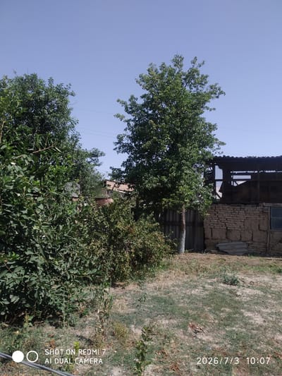 In the city of Khalkabad, Uzbekistan, this image captures a sunny outdoor scene. A large, leafy tree stands prominently in the foreground, its branches reaching towards the clear blue sky. To its right, an old, rustic building with a brick and mud construction is visible. The building appears to be a shed or barn, with an open roof structure showing wooden beams and hay inside. A smaller, overgrown bush sits to the left of the main tree, and a dusty, unpaved ground covers the area. The scene suggests a rural or semi-rural setting, possibly a backyard or agricultural area.