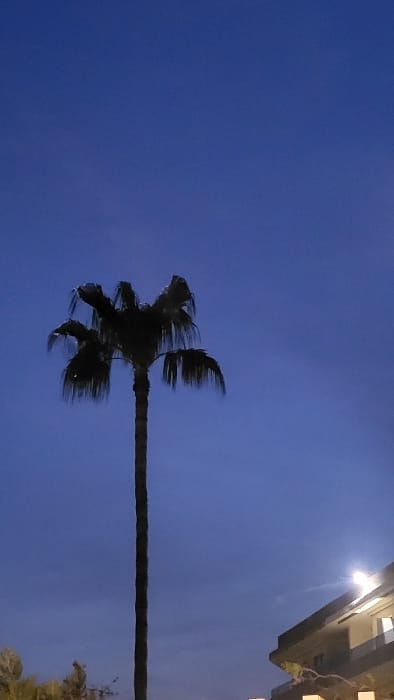 The image captures an outdoor scene in Magaluf, Spain, during twilight or nighttime. A tall, slender palm tree dominates the left-center, silhouetted against a dark blue sky. Its crown displays dense, drooping fronds. To the lower right, a portion of a multi-story building, likely an accommodation complex, is visible, featuring balconies and an illuminated exterior light fixture emitting a bright glow. Indistinct dark foliage is present in the bottom-left corner. No individuals or discernible activities are depicted.