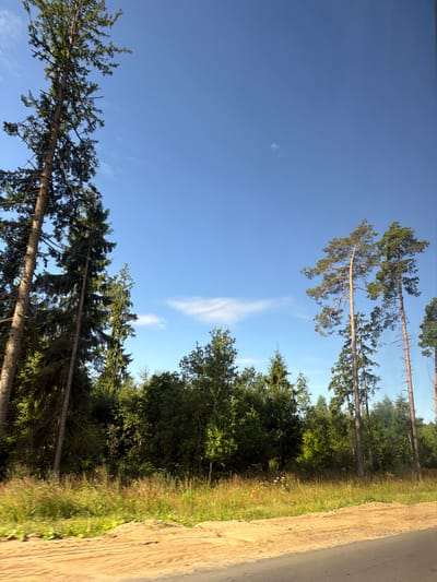 The image depicts a roadside view with a clear blue sky overhead. Tall, slender pine trees dominate the foreground on the left, with their dark green needles contrasting against the bright sky. To the right, a dense forest with a mix of coniferous and deciduous trees stretches across the mid-ground. A strip of tall grass and wildflowers runs along the edge of the forest, transitioning to a sandy, dirt road or shoulder in the lower part of the frame. The lighting suggests it is daytime, likely late morning or early afternoon. There are no people or animals visible in the scene. The overall impression is a natural, rural landscape.