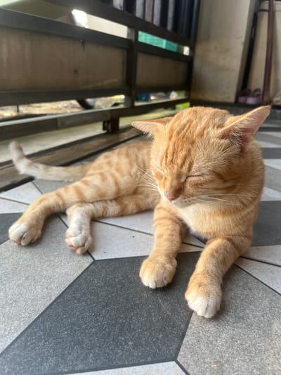 An orange tabby cat lies on a tiled floor, eyes closed. The floor is gray and black. A metal structure is visible to the left of the cat. The location is Paweden, Indonesia.