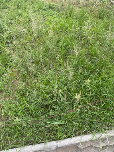 Overgrown green grasses fill the frame, with some patches appearing lighter and less dense. A strand of barbed wire cuts across the field of grass diagonally. To the right, a concrete curb is visible. The scene conveys a sense of untended nature encroaching upon the man-made boundary.