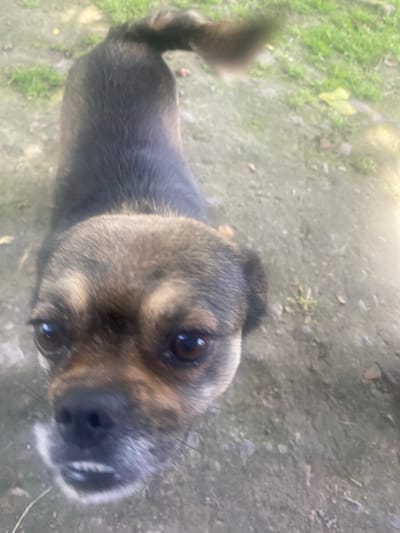 A medium-shot, eye-level, low-quality, slightly blurry, outdoor image shows a small dog with dark fur and tan markings on its face, looking directly at the camera. The dog's mouth is slightly open, revealing teeth and its tongue. It is standing on a dirt or gravel ground with sparse green grass visible in the background. The image appears to be taken in Khmilnyk, Ukraine.
