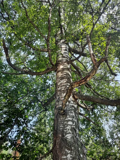 The image is a low-angle, full-frame shot of a birch tree in Zelnogorsk, Russia. The tree trunk, with its characteristic white and black bark, dominates the center of the frame. Thick branches covered in lush green foliage extend outwards and upwards, creating a dense canopy that filters sunlight. The sky is visible in patches through the leaves, appearing bright and possibly blue. The overall impression is one of natural abundance and dappled light. No people or specific man-made objects are visible, suggesting the scene is in a natural or park-like setting within the city.