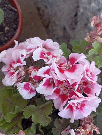 This is a close-up, eye-level, outdoor shot of a cluster of light pink and white geranium flowers with dark pink markings. The flowers are in bloom, with some petals appearing slightly wilted or dried. The leaves of the plant are a muted green and have a textured, somewhat fuzzy appearance. In the upper left corner, a portion of a reddish-brown terracotta pot containing dark soil is visible. The background is out of focus, showing a rough, greyish texture that could be a wall or rock. There are no people or animals present in the image. The timestamp "09.07.2026 12:57" is embedded in the lower right corner of the image.
