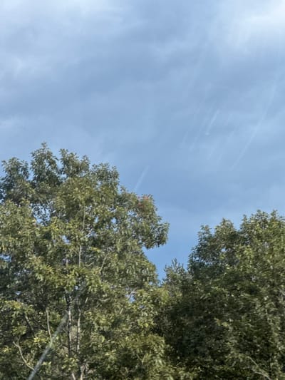 The image shows a close-up view of trees against a pale blue sky. The trees are lush and green, with dense foliage that obscures much of the sky. Sunlight is filtering through the leaves, creating a dappled effect and some lens flare. The angle of the shot is looking upwards, suggesting the viewer is standing beneath the trees. There are no people or discernible objects other than the natural elements. The scene evokes a feeling of being outdoors on a bright, possibly sunny day, with the sky suggesting it is daytime. The location context of Dolno Varshilo, Bulgaria, places this scene in a rural or natural setting. There is no visible text in the image.