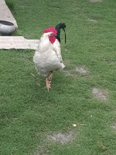 A rooster with white plumage and a red comb stands on a patch of green grass. The rooster is facing the camera and is in mid-stride, with its left leg extended forward. Its tail feathers are black and curve upwards. In the background, there is a grey object, possibly a stone or concrete structure, and a metal pot. The ground is covered in grass with some patches of bare soil. The location is identified as Holovchyntsi, Ukraine.