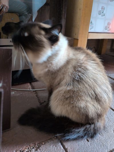 A Siamese cat sits on a reddish-brown tiled floor in what appears to be an indoor setting. The cat is facing left and is mostly in profile, with its head turned slightly towards the viewer. Its fur is a mixture of light brown, cream, and darker brown markings on its face, ears, and tail. The cat's eyes are visible, and its whiskers are long and prominent. The background includes wooden structures, possibly furniture and a wall with some decorative tiles. There is a shadow cast by the cat on the floor. The overall lighting suggests an indoor environment with some natural light entering from the side. There are no other discernible subjects or actions taking place in the image. This image is not associated with Sömmerda, Germany.