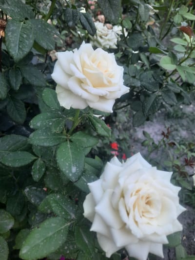 This image depicts a close-up view of two white roses amidst lush green foliage. The roses, with their delicate petals, are the primary focus. The leaves are a deep green, some showing a dusting of what appears to be white pollen or a light powdery substance. The background is a blur of greenery and earth, suggesting a garden or natural setting. There is no visible indication of the city of Hulbuk, Tajikistan, or any specific location. The scene is static, with no people or discernible actions taking place. The lighting suggests it is daytime.