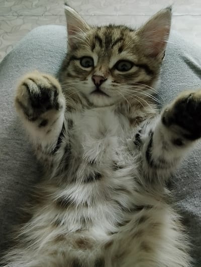 A fluffy tabby kitten with wide green eyes is lying on its back on a person's lap, its paws raised in the air. The kitten's fur is a mix of brown, black, and white. The background is a blurred pattern of light-colored wallpaper. There is no indication of the location in Yelo, Russia.