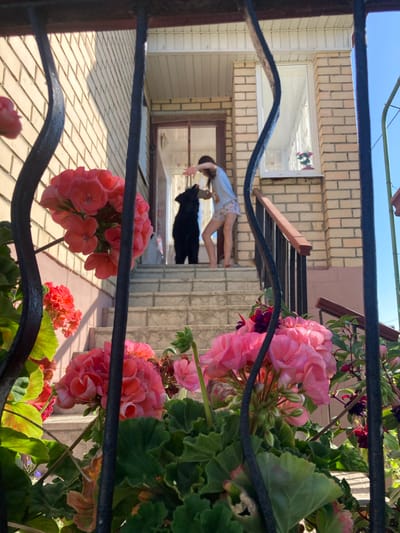 The image shows a girl and a black dog standing on the steps of a brick house. The girl is wearing a light blue shirt and patterned shorts, and she is reaching out to the dog. The dog is standing on its hind legs, looking up at the girl. In the foreground, there are several potted geraniums with pink and red flowers. The scene appears to be an outdoor setting, possibly a residential area in Hantsavichy, Belarus, given the architectural style and the presence of geraniums, which are common in the region. The image is framed by a black metal fence, suggesting it was taken from a yard or through a gate.