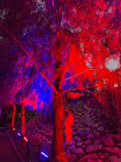 The image depicts a nighttime scene in Analiontas, Cyprus, where trees and a stone-covered hillside are illuminated by vibrant red and blue lights. The lighting creates a dramatic and surreal atmosphere. The foreground shows a path lined with what appear to be small, colored lights embedded along a low fence. Several trees, likely pine trees due to their needle-like foliage, are prominently featured, their branches and trunks saturated with the colored light. The foliage of the trees is particularly dense, and the lighting highlights the intricate network of branches. The ground to the right of the path is covered in rough-hewn stones of various sizes. The background is dark, suggesting it is nighttime. No people are visible in the image.